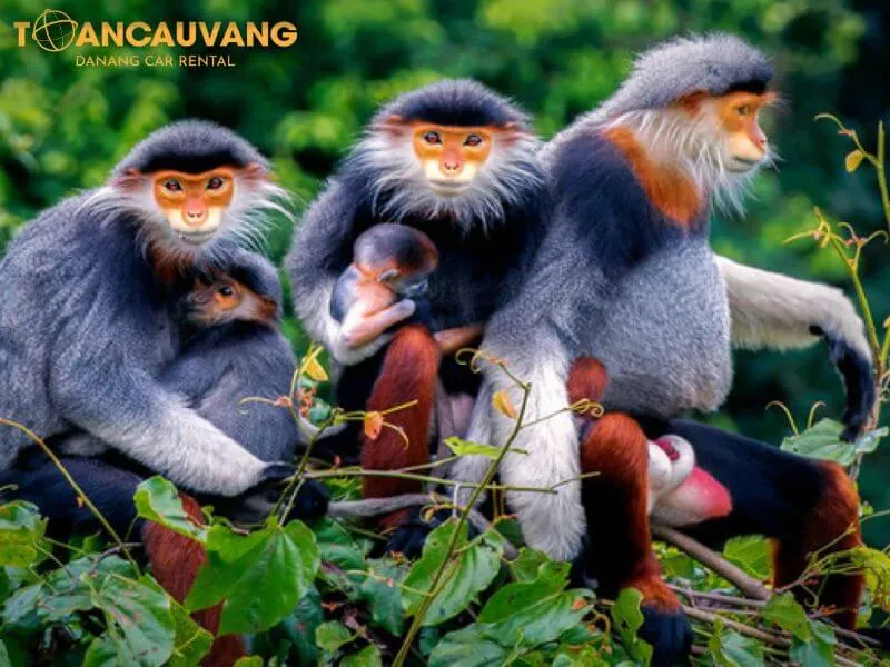 Ngắm voọc chà vá chân nâu quý hiếm tại bán đảo sơn trà
