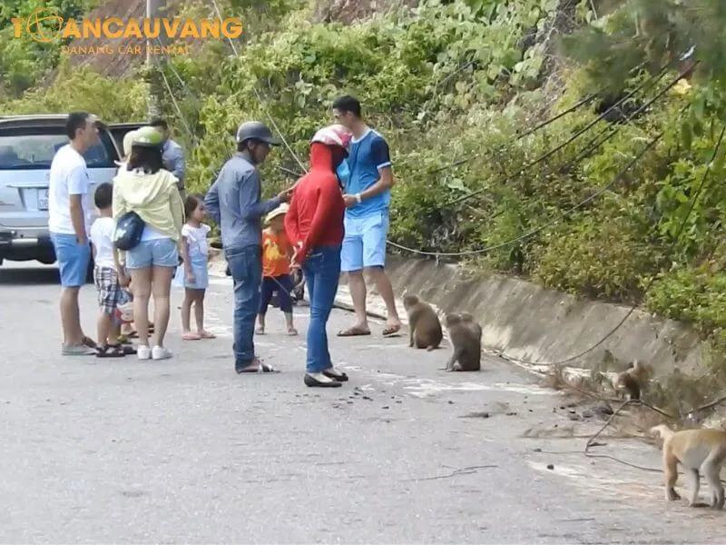 dễ dàng chơi với khỉ khi lên bán đảo sơn trà